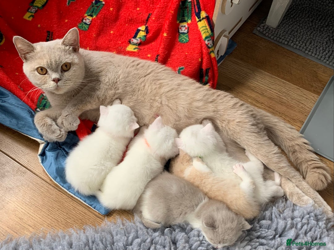 British Shorthair cats for sale: 🐻‍❄️Bundle Of Joy🐻‍❄️ - Image 9