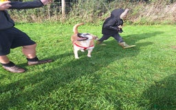Mixed Breed dogs for sale: Big Golden Boy for Adoption  - Image 4