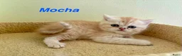 Exotic cats for sale: Beautiful Persian Exotic Kittens - Advert 14