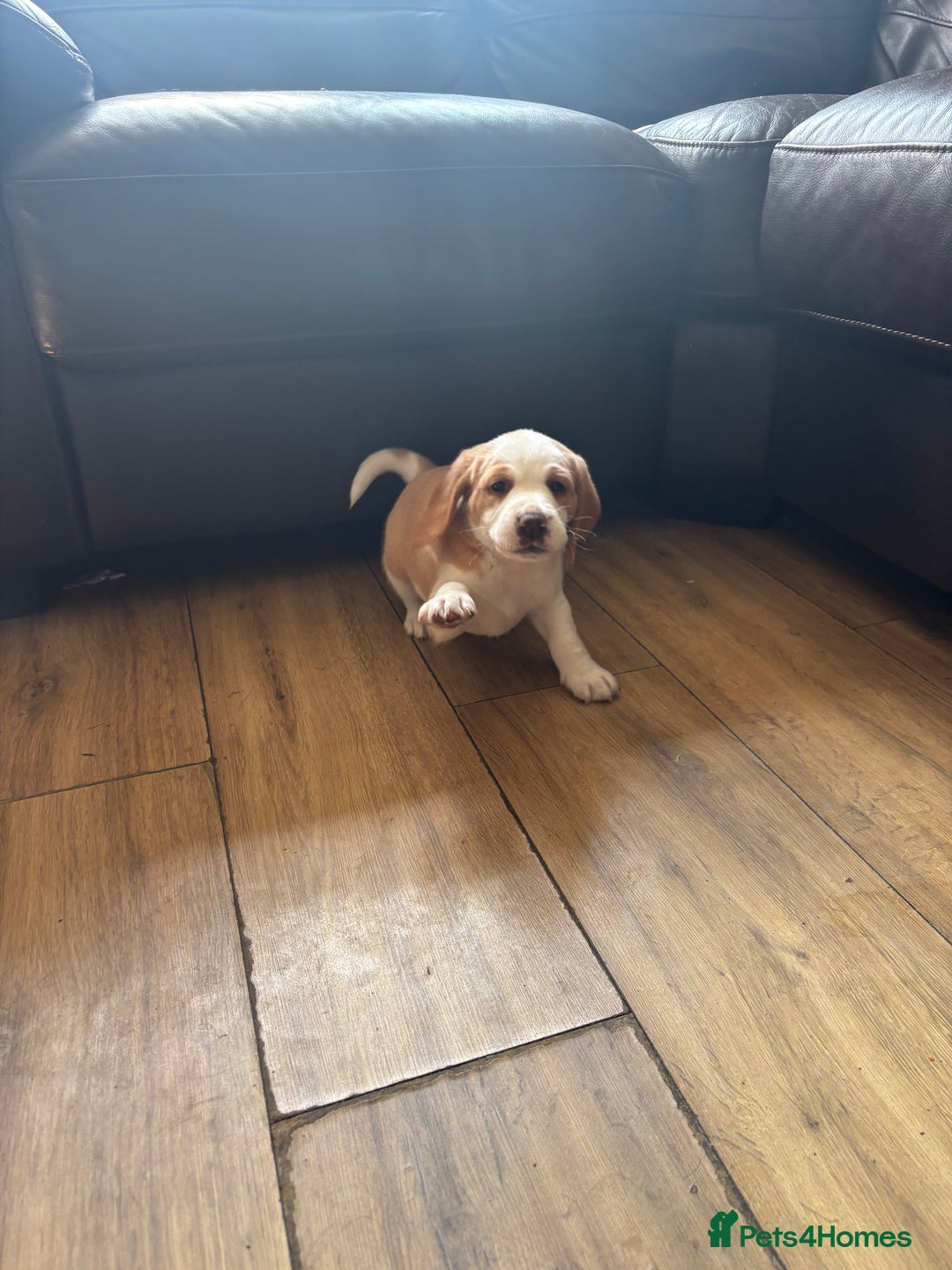Beagle dogs for sale: 2 stunning Beagle Puppies, ready now in Sidcup - Image 21