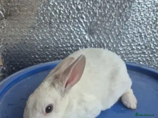 Rex rabbits Last Mini Rex Baby Female Rabbit ( Friendly) - Advert 21