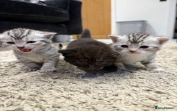 British Shorthair cats for sale: Beautiful British Shorthair Cross Kittens - Image 1