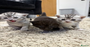 British Shorthair cats - Advert 11