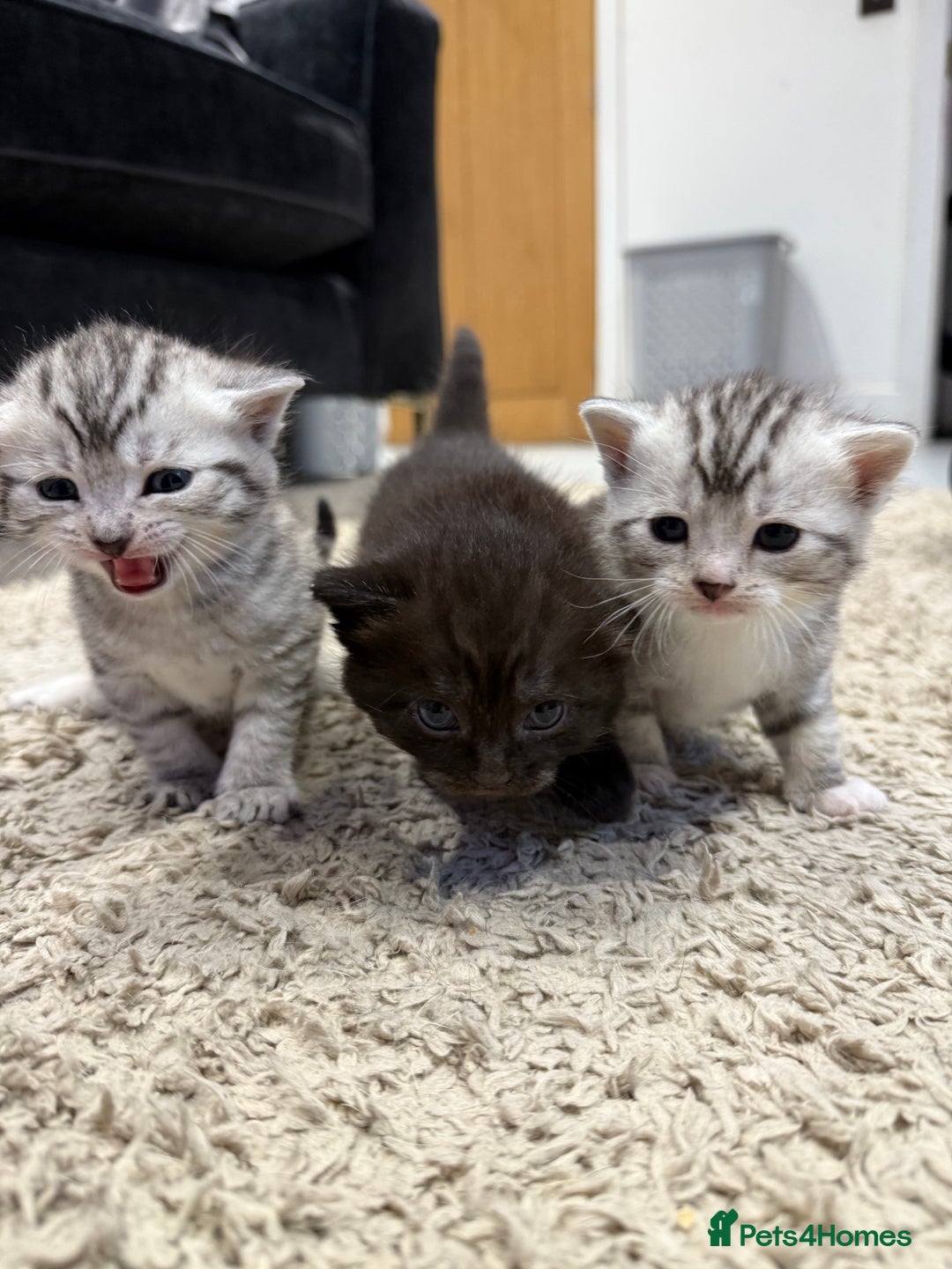 British Shorthair cats for sale: Beautiful British Shorthair Cross Kittens - Image 1