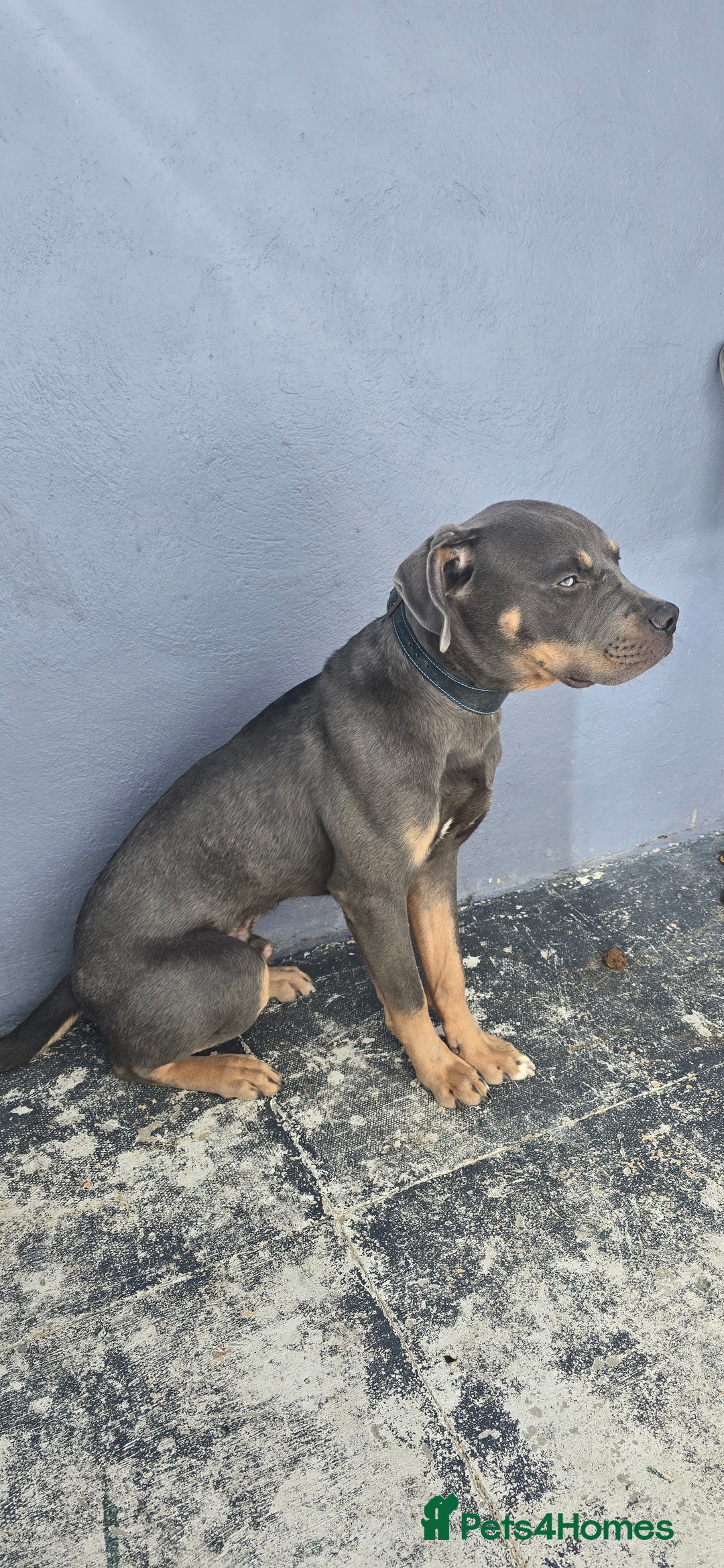 Mixed Breed dogs for sale: 9 month old Cane corso mixed breed  in Bradford - Image 2
