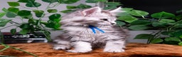 Maine Coon cats for sale: 8 STUNNING PEDIGREE TICA REG MAINE COON KITTENS - Advert 20