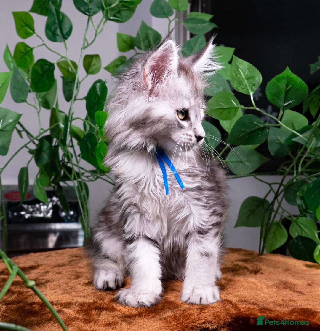 Maine Coon cats for sale: 8 STUNNING PEDIGREE TICA REG MAINE COON KITTENS - Advert 20