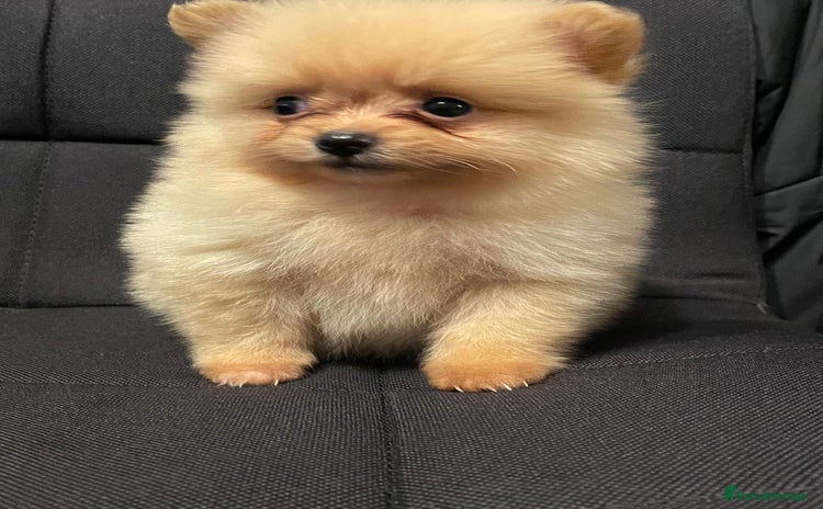 Pomeranian dogs - Advert 6
