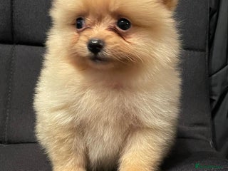 Pomeranian dogs - Advert 18