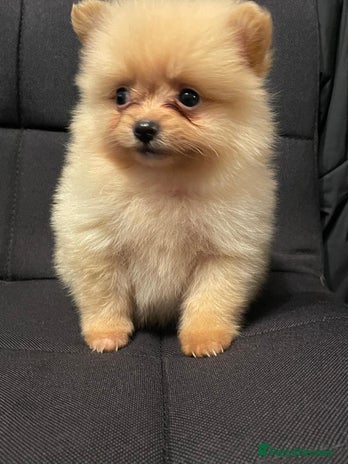 Pomeranian dogs - Advert 1