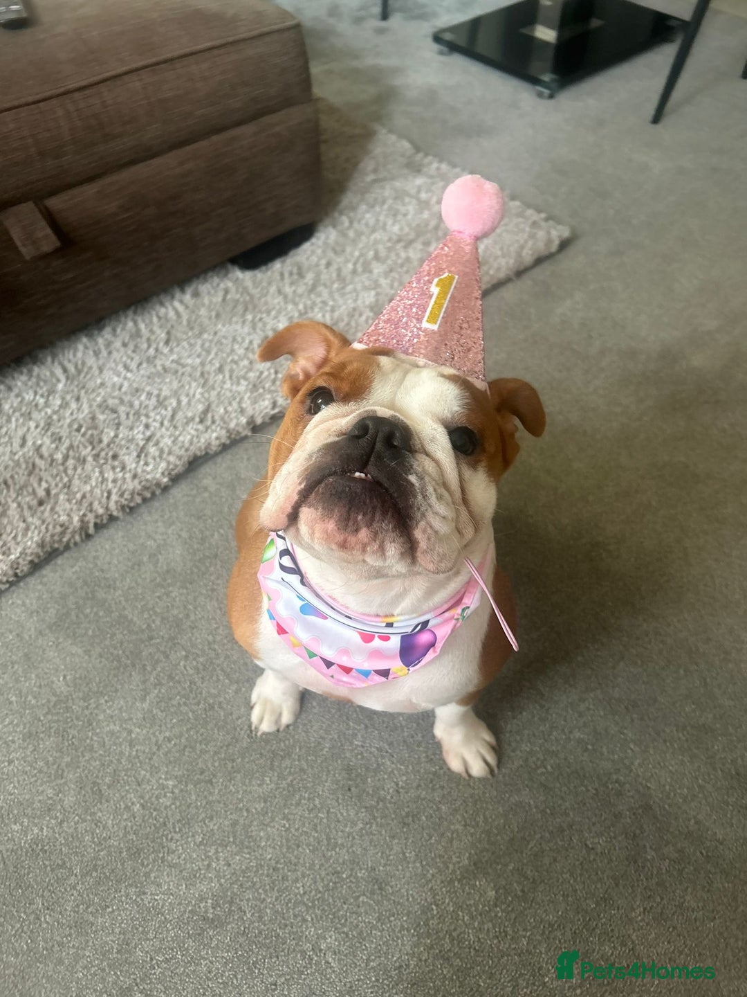 English Bulldog dogs for sale: English bulldog 1 year old for sale - Advert 2