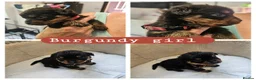 Rottweiler dogs for sale: Rottweiler puppies (3 left) in Manchester - Advert 3