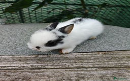 Netherland Dwarf rabbits for sale: Netherland dwarf  - Image 7