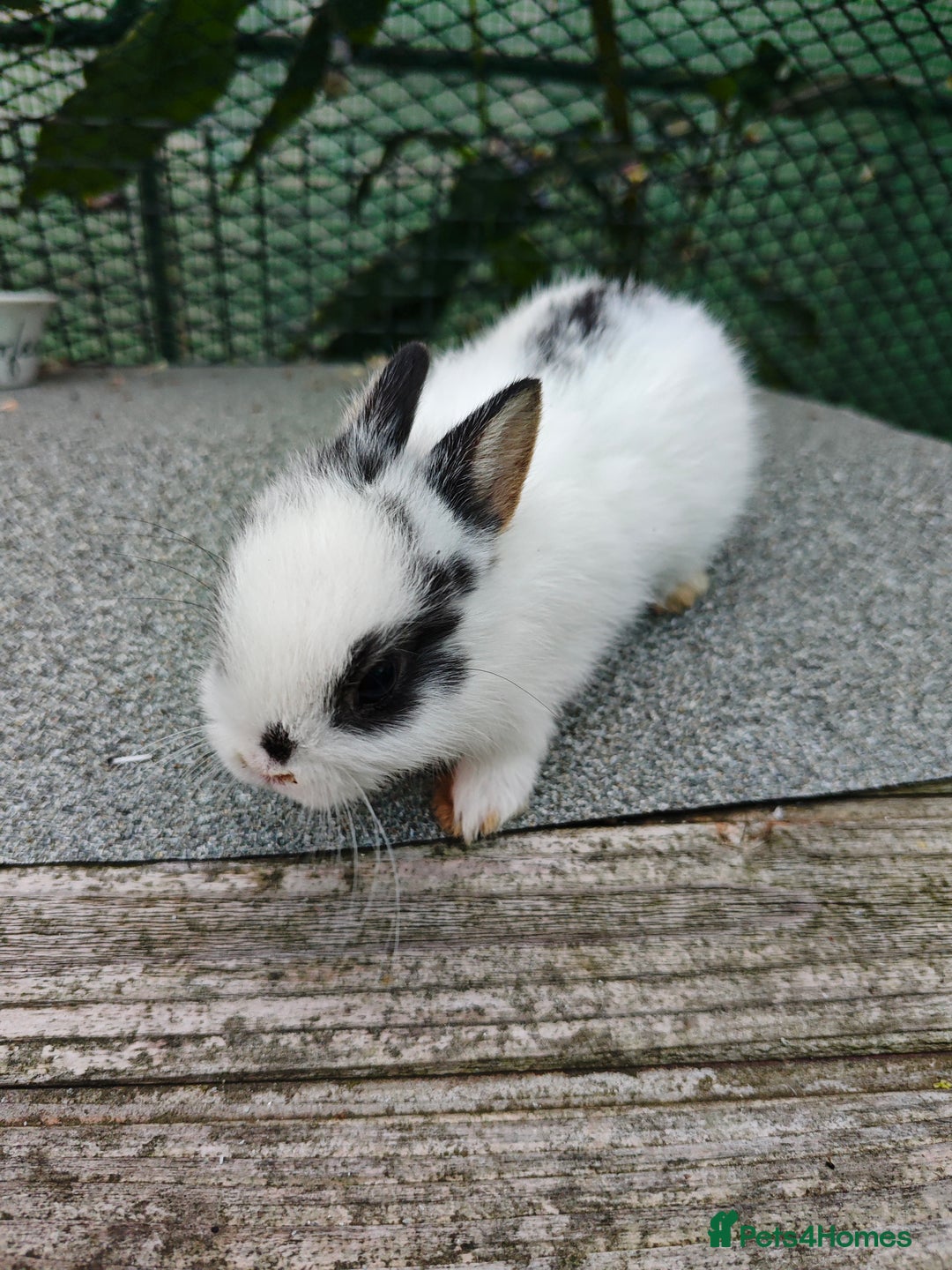 Netherland Dwarf rabbits for sale: Netherland dwarf  - Image 7