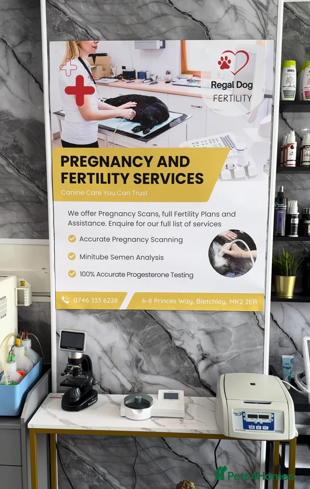 Chihuahua dogs for stud: Micro Chihuahua Stud Cream Fawn - With Clinic in Milton Keynes - Advert 4