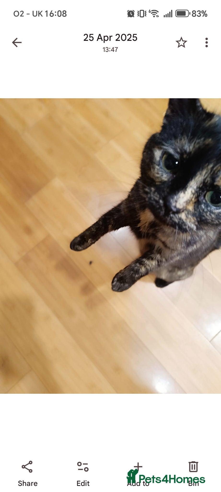 Mixed Breed cats Kittens looking for loving forever home  - Advert 4