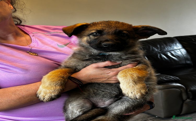German Shepherd dogs in Mansfield - Advert 15