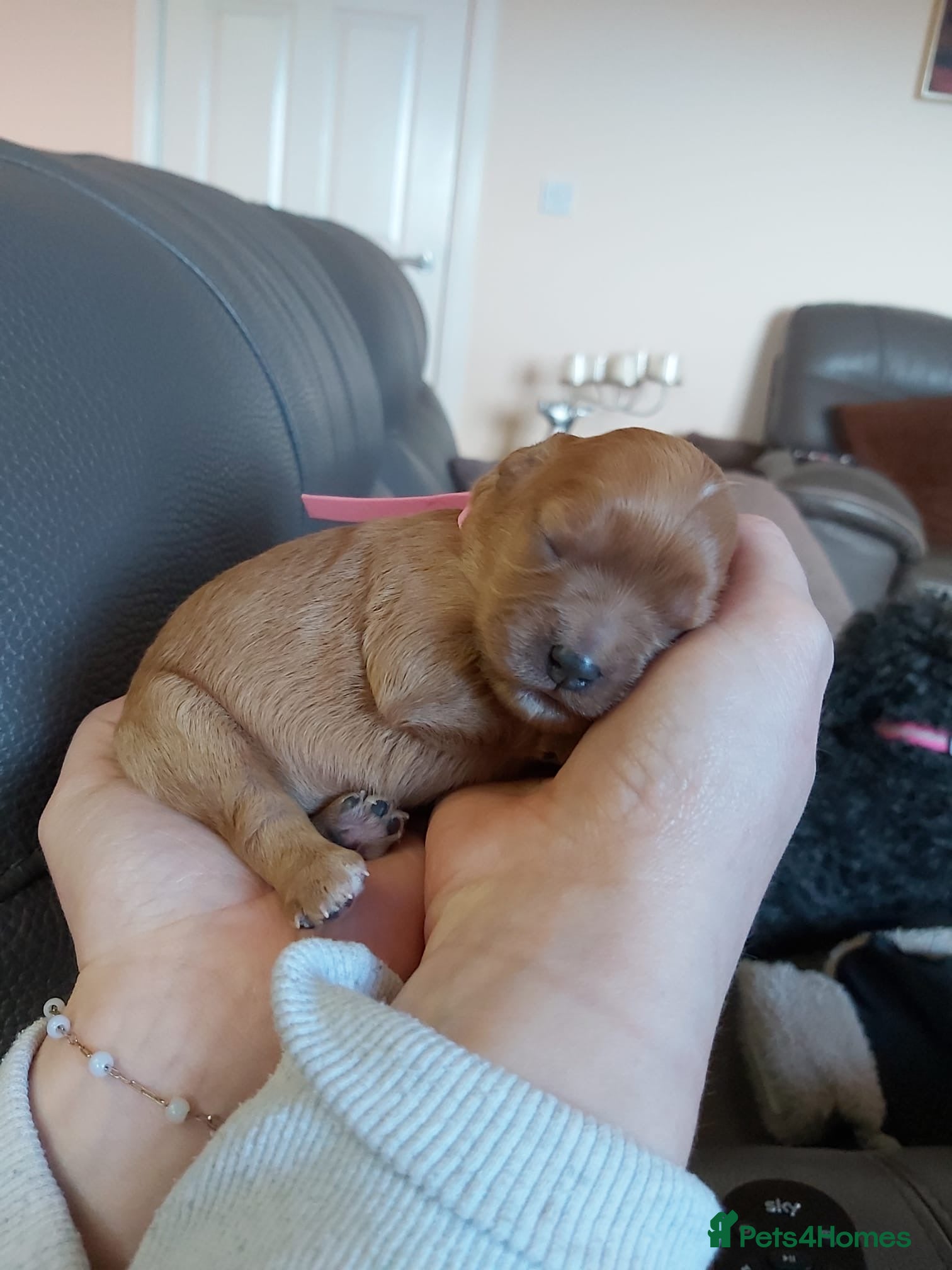 Cavapoo dogs Cavapoo puppies  - Advert 2