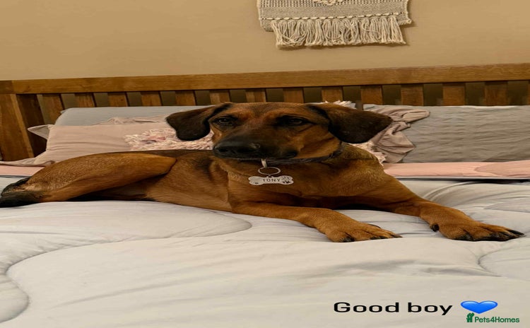 Mixed Breed dogs Tony deserves the best forever home - Advert 1