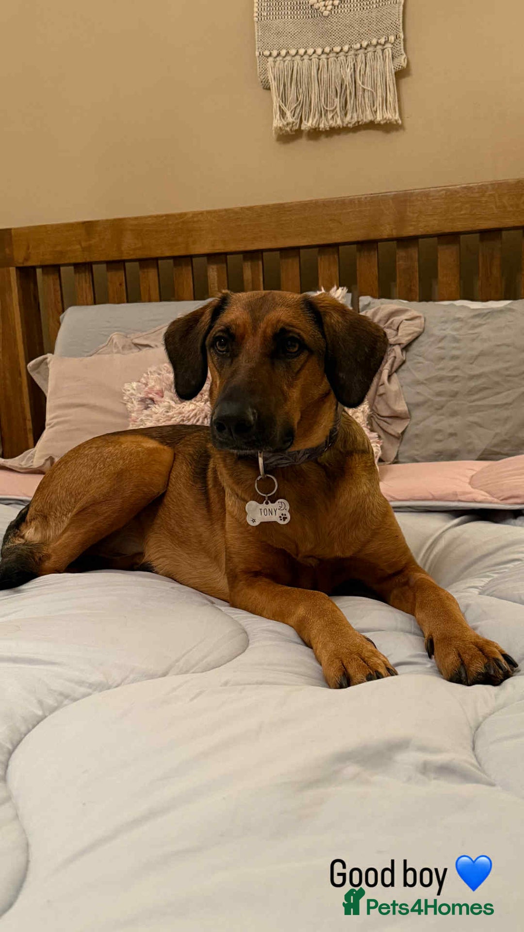 Mixed Breed dogs for adoption: Tony deserves the best forever home - Advert 1