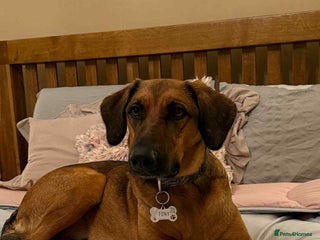 Mixed Breed dogs Tony deserves the best forever home - Advert 1