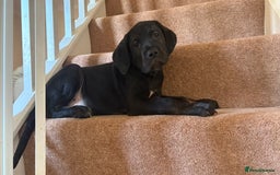Cane Corso dogs for sale: 2 blue & 2 black cane corso girls! Can leave now🐾 - Image 6