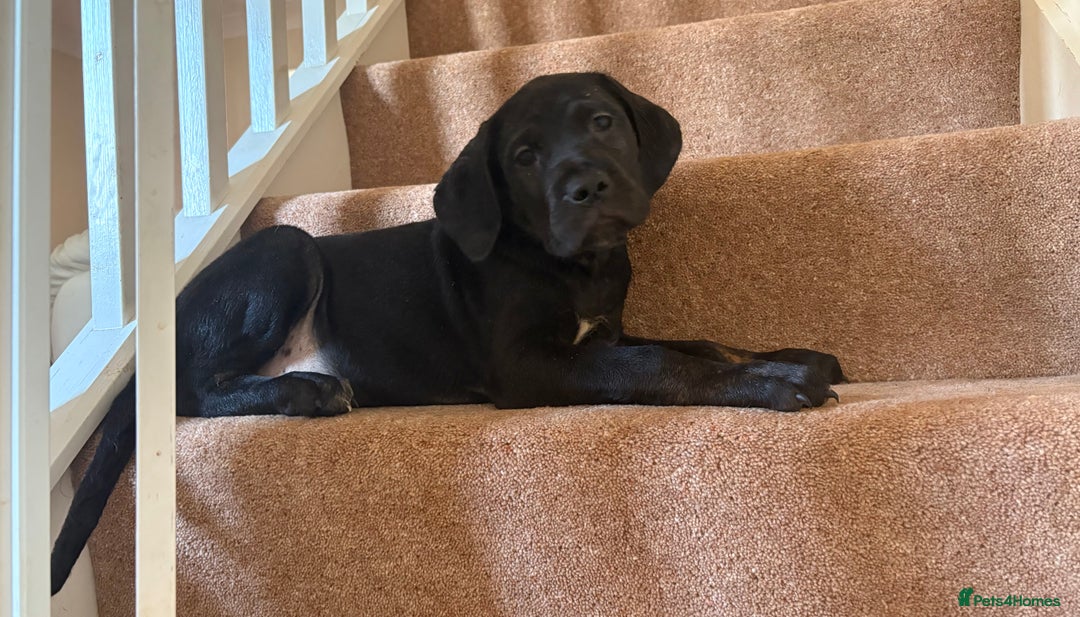 Cane Corso dogs for sale: 2 blue & 2 black cane corso girls! Can leave now🐾 - Image 6