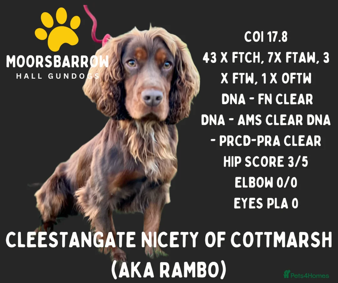 Cocker Spaniel dogs for sale: Champion Bred Working Cocker Spaniel Boys - Advert 2