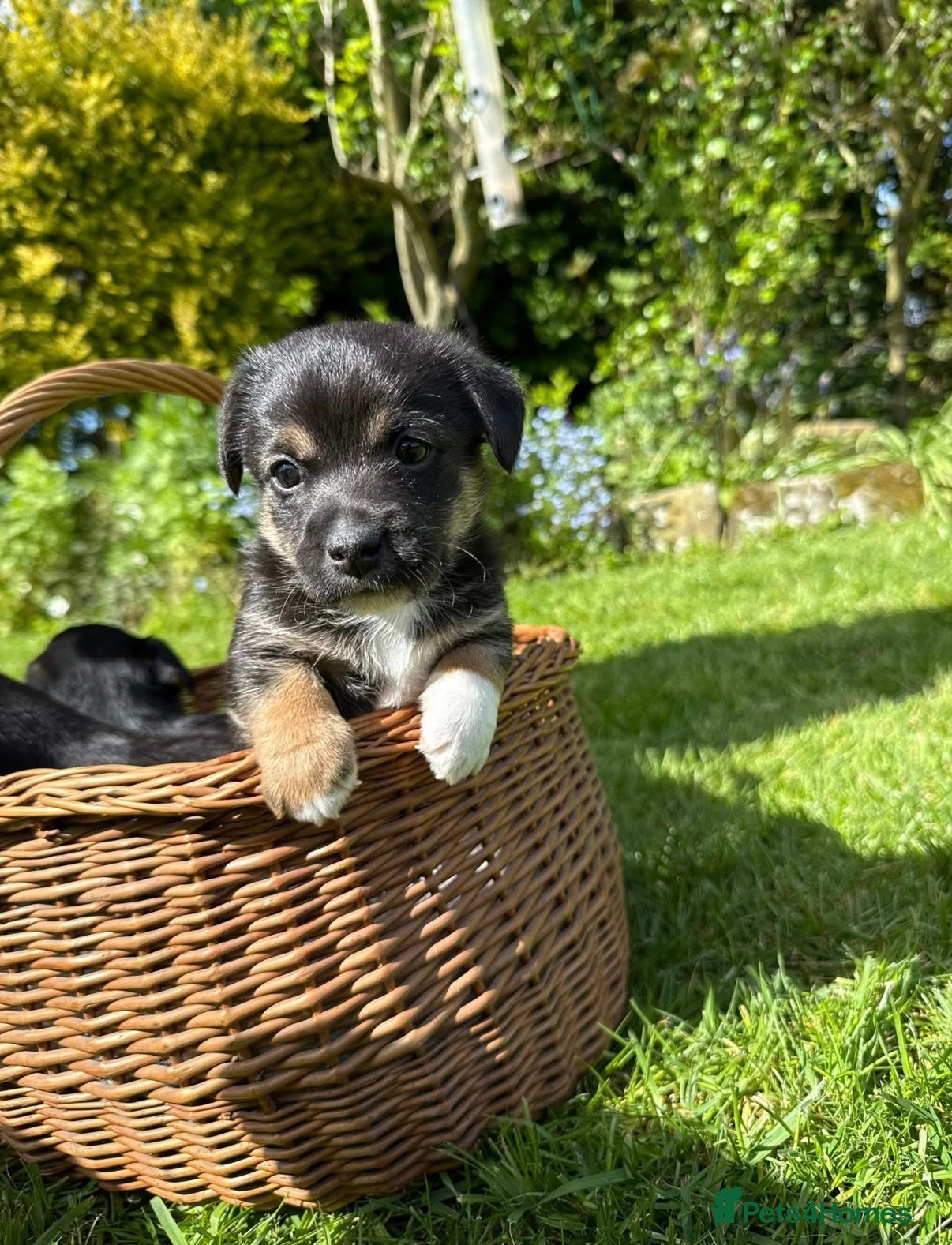Jack Russell dogs Jack Russell puppies  - Advert 2