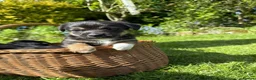 Jack Russell dogs for sale: Jack Russell puppies  - Advert 3