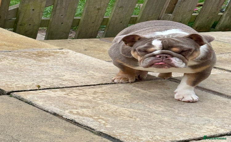 English Bulldog dogs - Advert 11