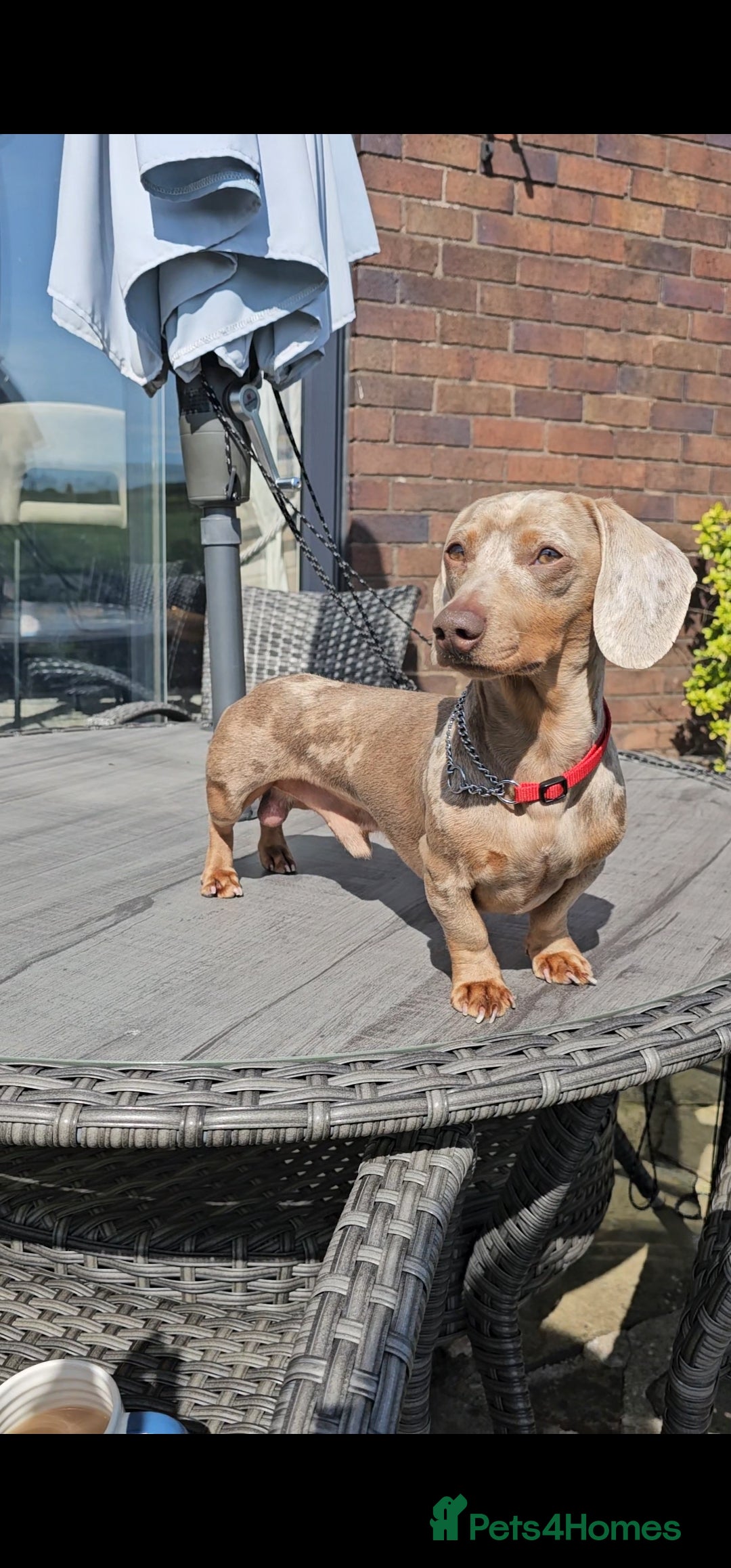 Miniature Dachshund dogs for stud: Miniature Dachshund Isabella dapple stud  - Image 6