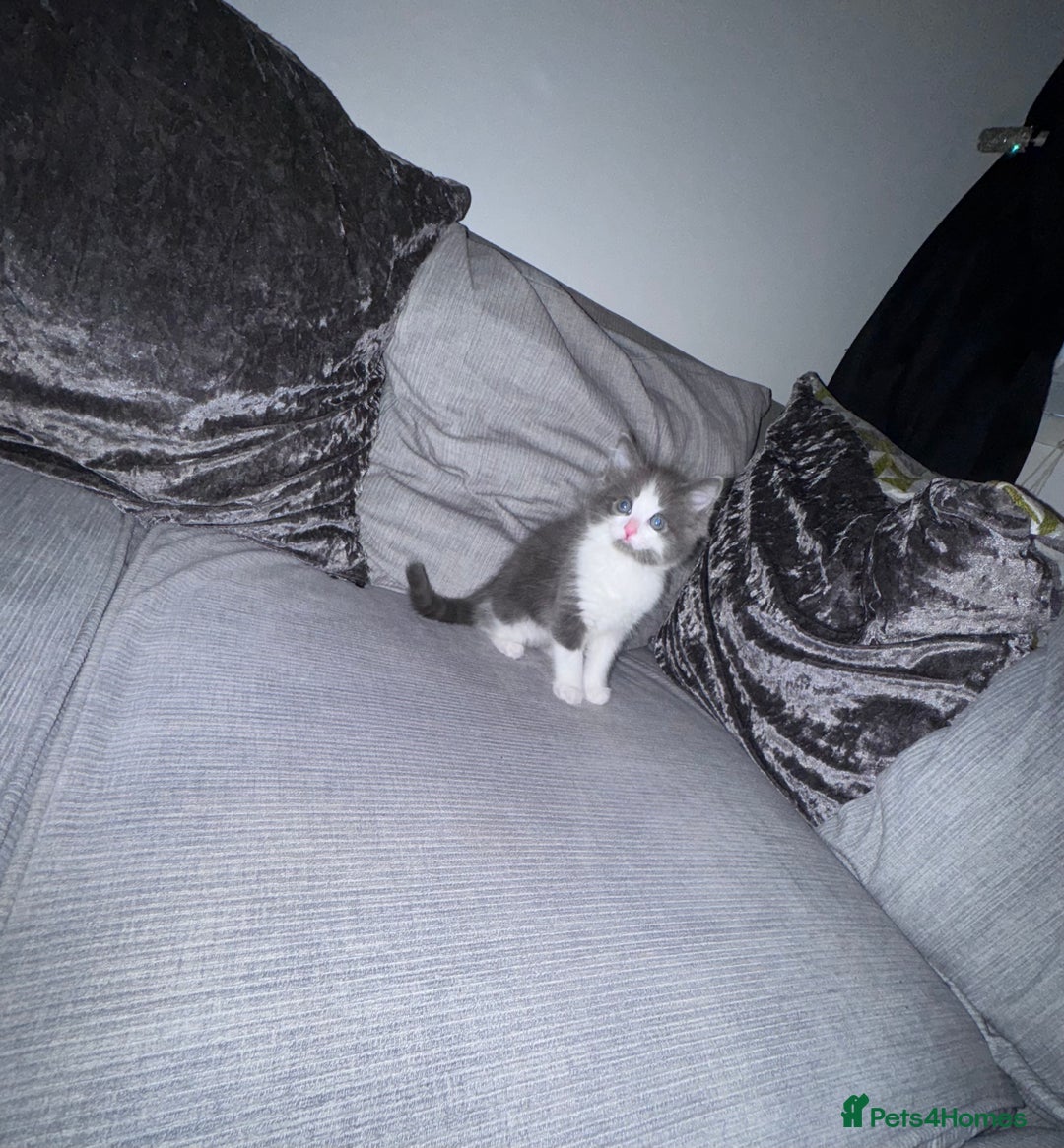 Ragdoll cats for sale: Stunning ragdoll x kittens  - Advert 10