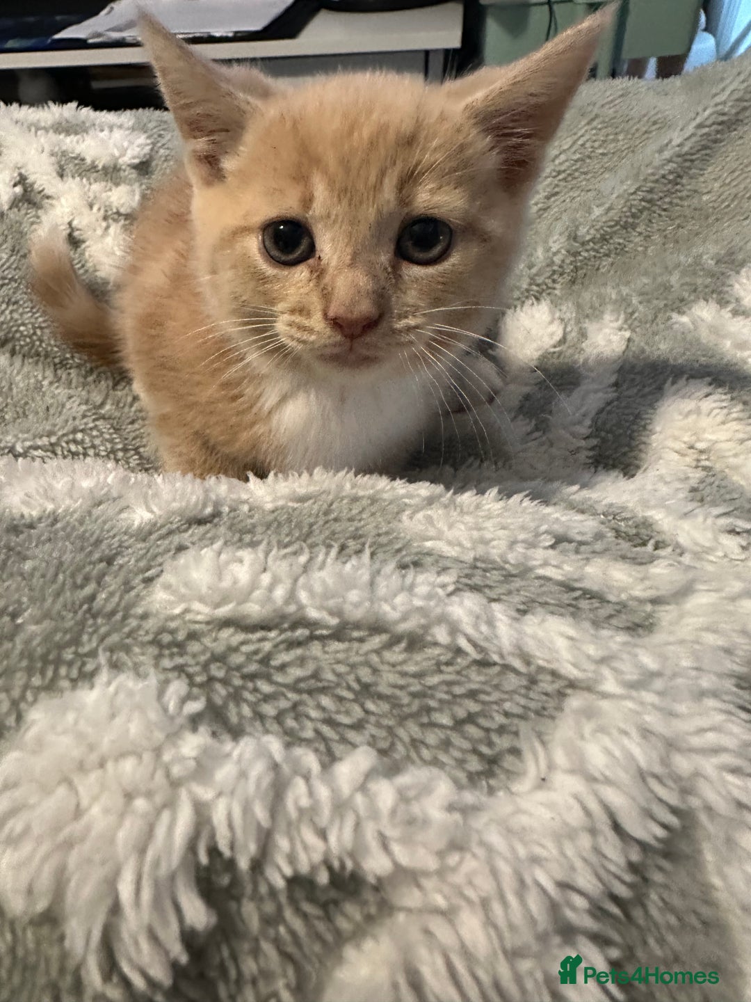 Mixed Breed cats for sale: 5 kittens for sale - Image 1