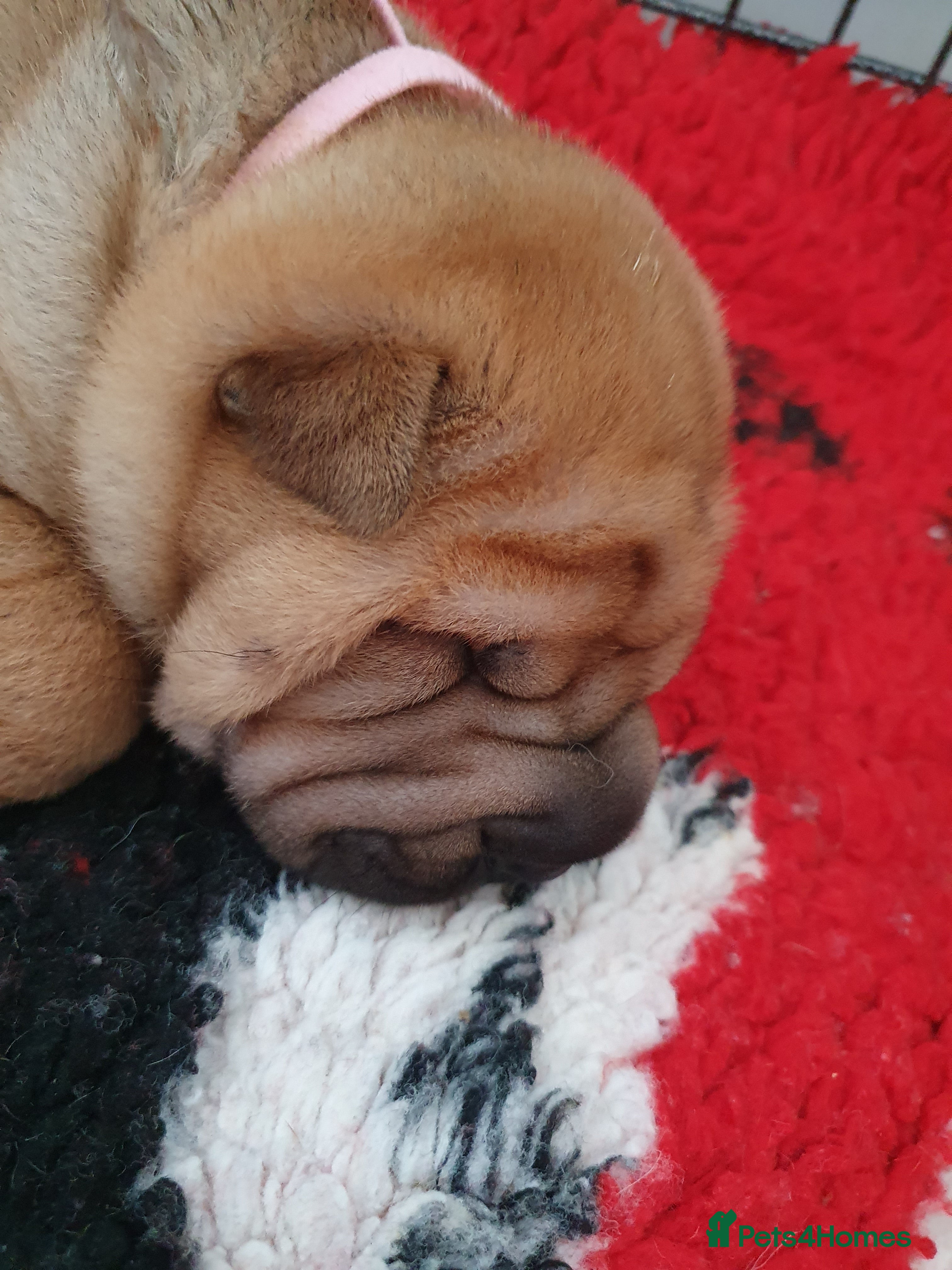 Shar Pei dogs Shar pei puppies  - Advert 5