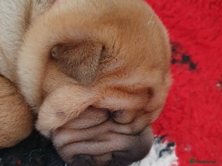 Shar Pei dogs Shar pei puppies - Advert 4