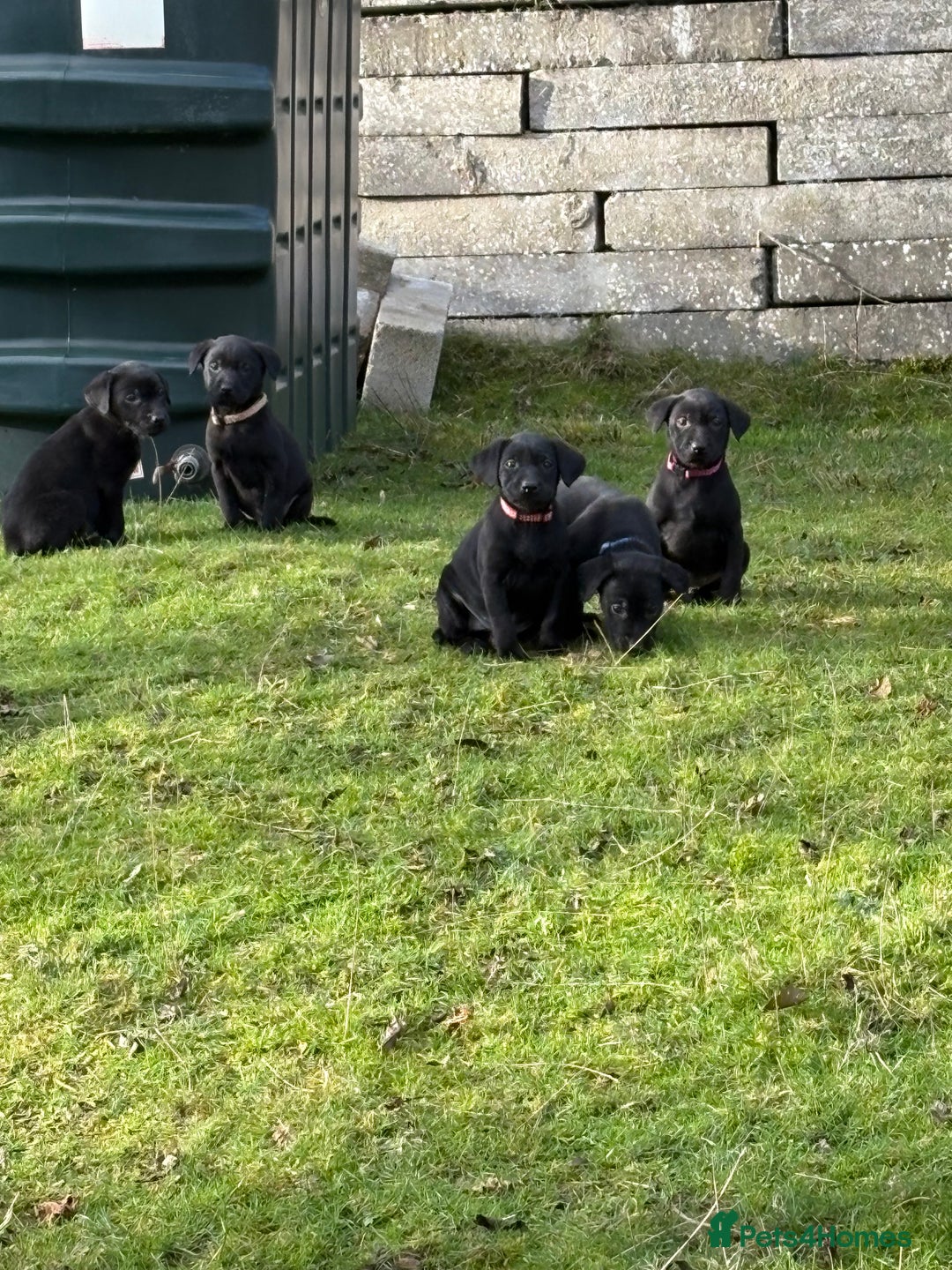 Labrador Retriever dogs for sale: Ready to leave now 3 gorgeous males pups left  - Advert 35
