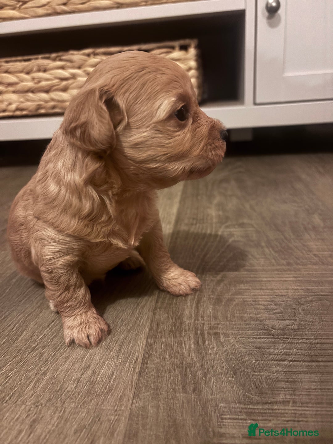 Cavachon dogs for sale: Toy Cavapoochons  - Advert 13