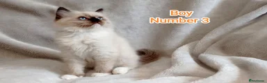 Ragdoll 3
