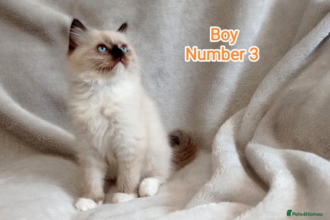 Ragdoll cats for sale: Beautiful Ragdoll Kittens Looking for Loving Homes - Advert 19