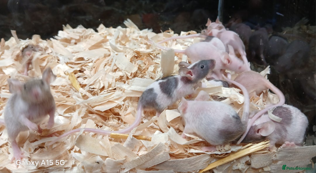 Mouse rodents for sale: Baby Fancy Pet Mice , Females available  - Image 9