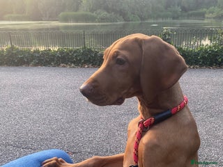 Hungarian Vizsla dogs for sale - Advert 1