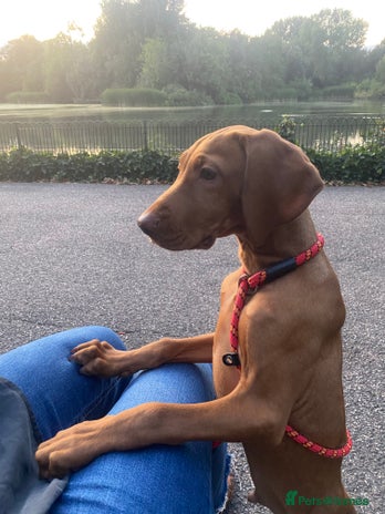 Hungarian Vizsla dogs - Advert 4