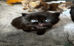 Persian cats for sale: Persian Kittens For Sale - Image 3