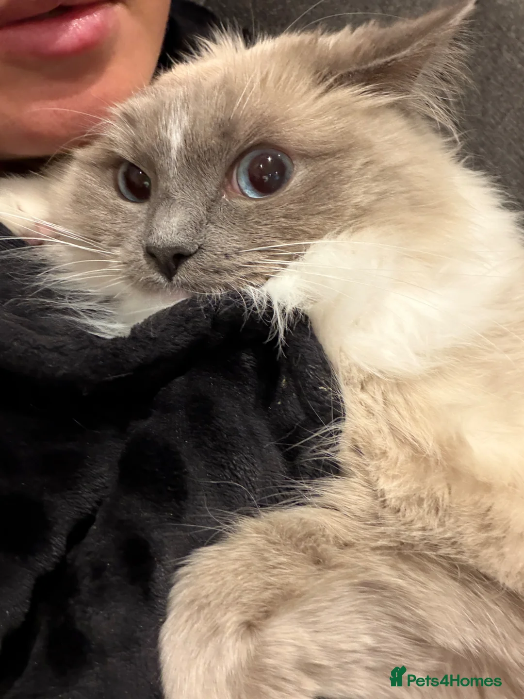 Ragdoll cats for sale: 14 month female ragdoll in London - Advert 2