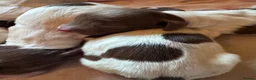 English Springer Spaniel dogs for sale: Beautiful Liver & White Springer Spaniel Puppies - Advert 4
