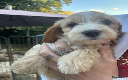 Cockapoo dogs for sale: cockapoo puppies - Image 3