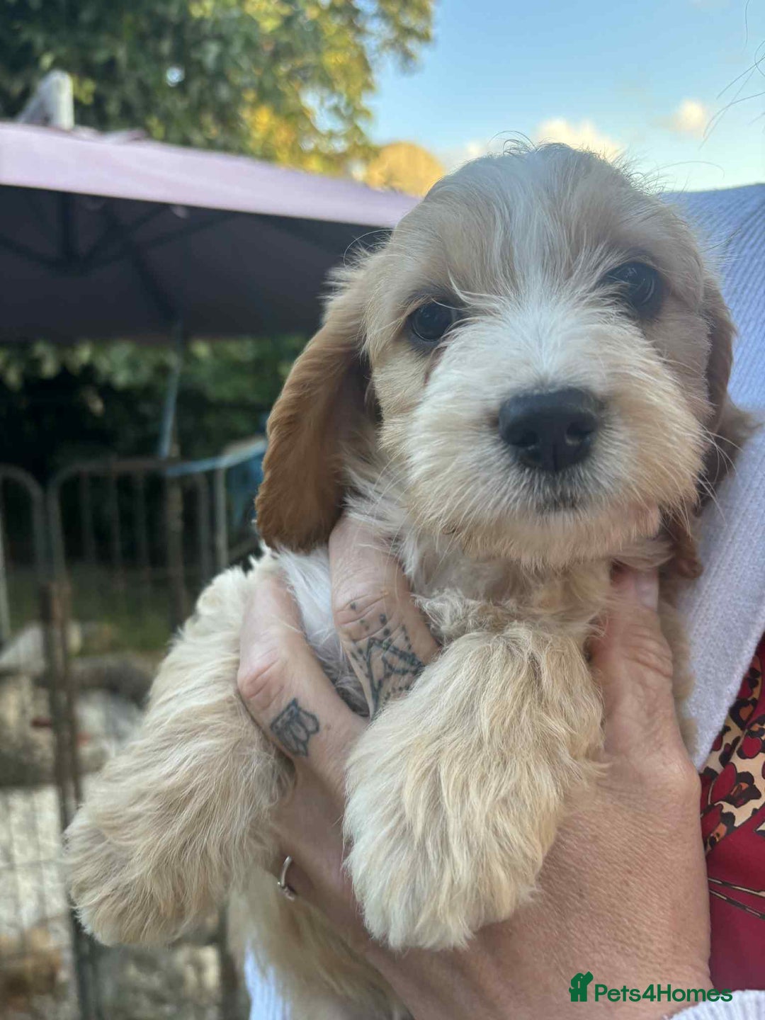 Cockapoo dogs for sale: cockapoo puppies - Image 3