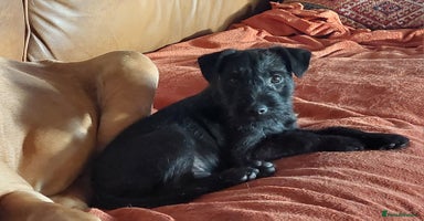 Patterdale Terrier dogs - Advert 4