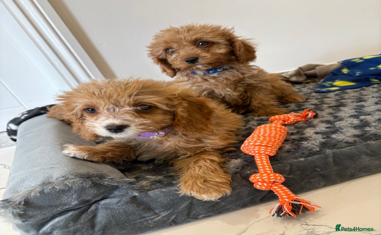 Cavapoo dogs - Advert 1